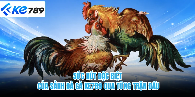 Sức hút đặc biệt của sảnh đá gà KE789 qua từng trận đấu